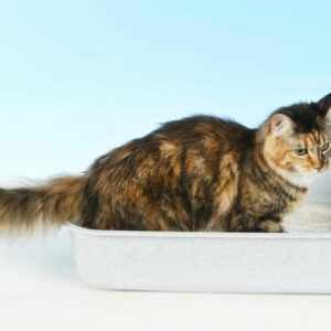 4 handy tips to clean your cat’s litter box