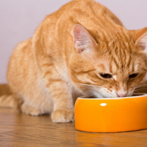 A Buying Guide for Cat Food