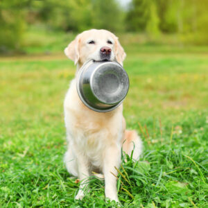 Boost Your Canine’S Diet With Healthy Dog Food