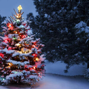 Christmas trees &#8211; A holiday tradition for centuries