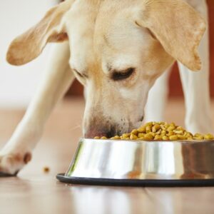 Dog Foods to Avoid and Eat If Your Pet Has a Sensitive Stomach