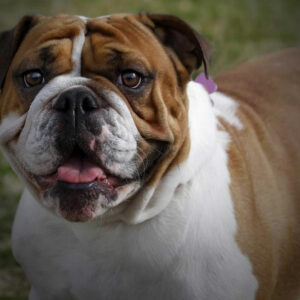 Personality traits of an english bulldog