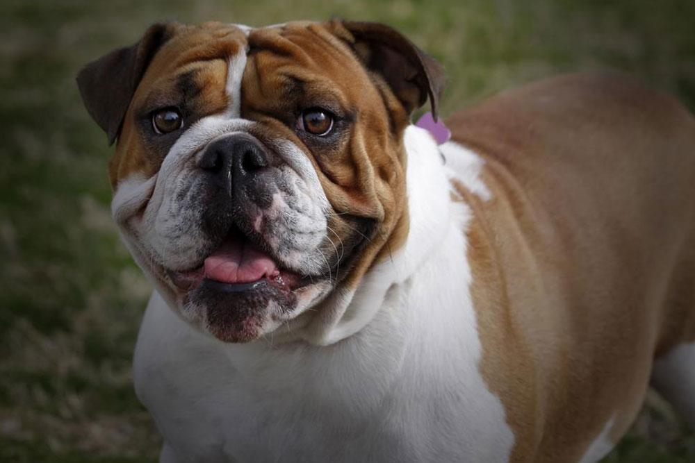 Personality traits of an english bulldog