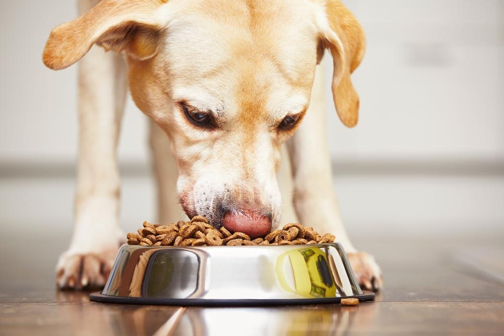 Resolving the Problem of a Sensitive Stomach in Dogs