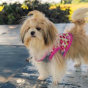 Seven Accessories to Purchase for a Shih Tzu Puppy