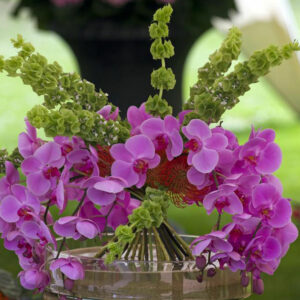 The care your orchids need