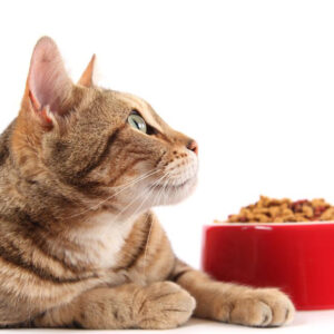 Tips to feed your cat nutritious food using coupons