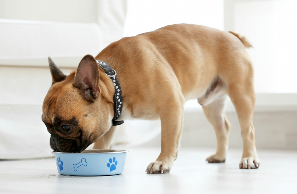 Top 7 Puppy Food Brands in the Market