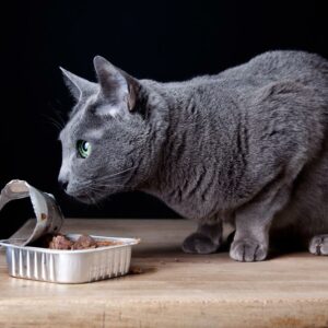 Top Canned Foods for Cats to Choose From