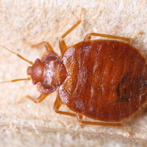 7 Ways to Effectively Detect Bed Bugs