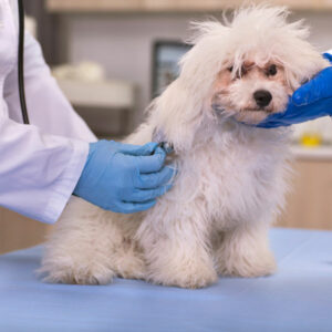 Check out the best pet insurance policies