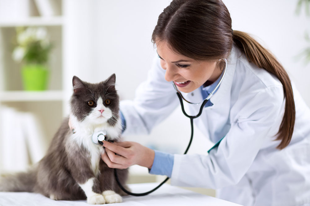 Common inclusions and exclusions to look for in a pet insurance plan