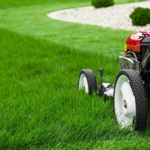 Here’s how you can choose the best lawn edger