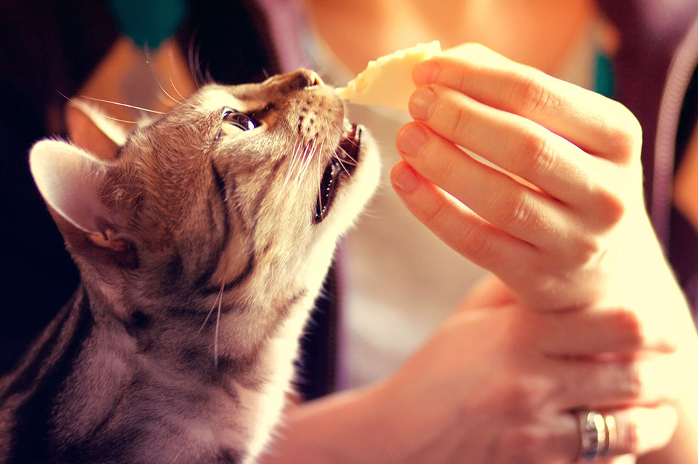 Human foods that are considered safe for cats