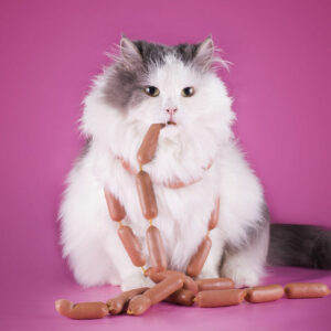 Popular treats and dietary options for cats