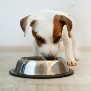 Things every dog owner should know about dog food allergies