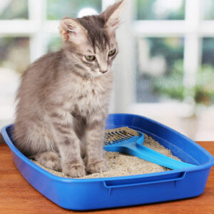 Types of cat litter and their effects on humans