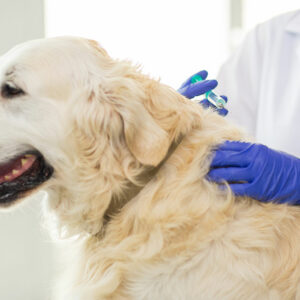 Understanding Different Types of Pet Medications for Effective Treatment