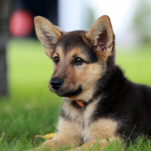 All You Need to Know about German Shepherd Puppies