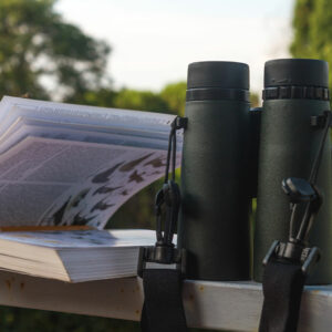 Bird Identification – Top Tools, Tips, and Benefits
