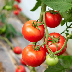 How to Prune Tomato Plants for Maximum Harvest