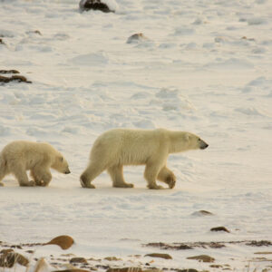 Polar Bear Tours &#8211; Tips to Choose One and What to Pack